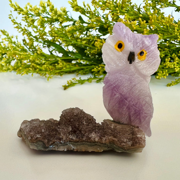 OWL + MINI