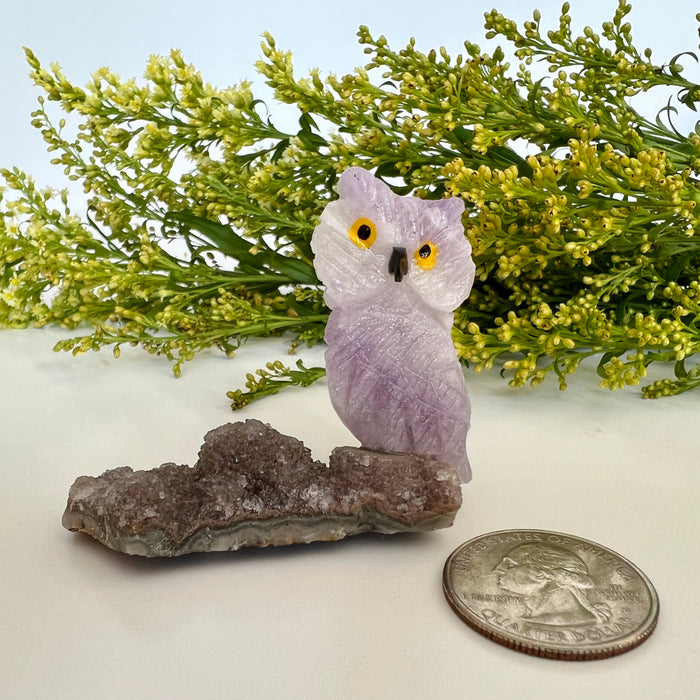 OWL + MINI