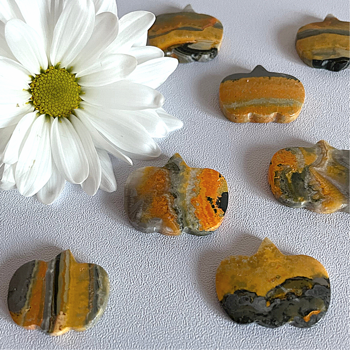 BUMBLEBEE JASPER + MINI PUMPKIN