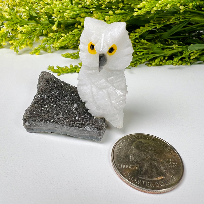 OWL + MINI