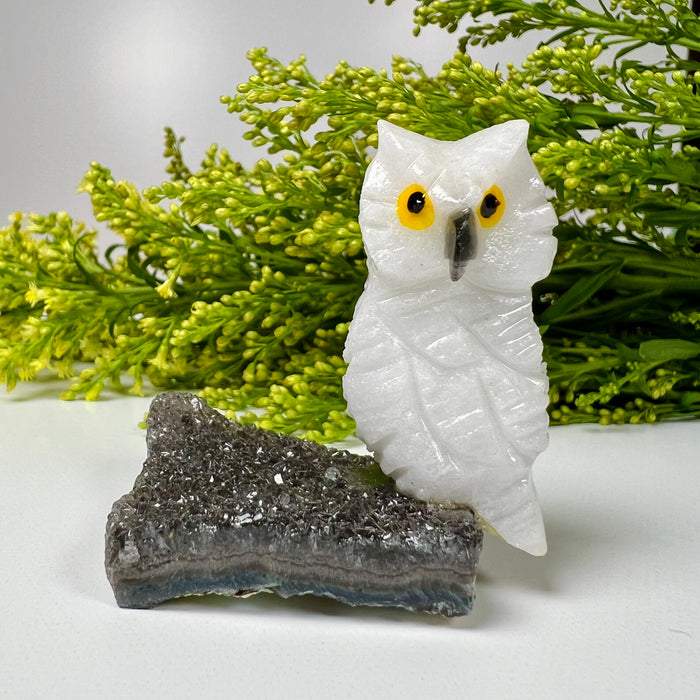 OWL + MINI